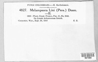 Melampsora lini image